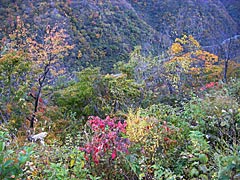 犀鶴林道の内川上流から鶴来間の風景の画像