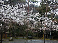 あやとり橋桜公園の桜の画像