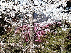 あやとり橋桜公園の桜の画像