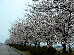 桜つづみの桜の画像