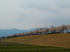 桜つづみの桜の画像