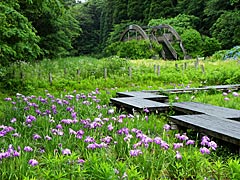 石川県森林公園の花菖蒲園