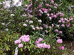 天王寺の石楠花の画像