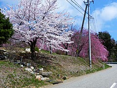 羽咋市千路町（ちじ）の古永建設庭園の桜の画像