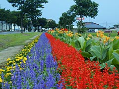 鶴来国道157号線の花壇の画像