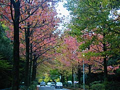 中央公園横のアメリカ楓の画像