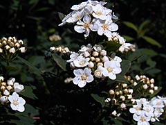 卯辰山花木園のコデマリの画像