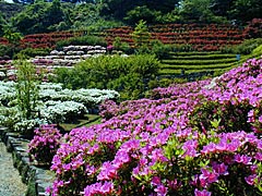 卯辰山花木園のツツジの画像