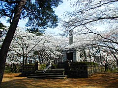 和田山・末寺山史跡公園の桜の画像