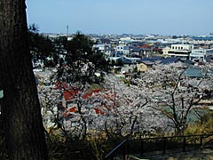 和田山・末寺山史跡公園の桜の画像