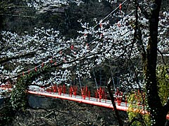 我谷ダムの桜の画像