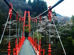 我谷ダムの桜の画像