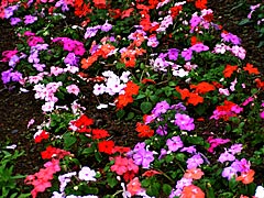 柳田村植物公園のインパチェスの画像