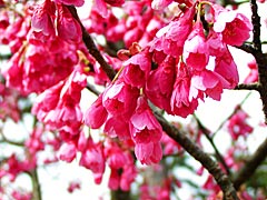 寒緋桜の画像