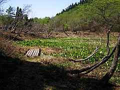 横谷のミズバショウ群生地の画像