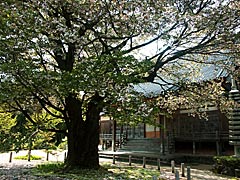 善正寺の菊桜の画像