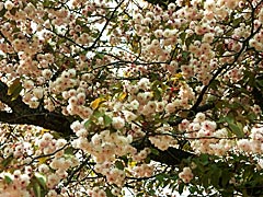善正寺の菊桜の画像