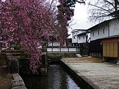 古川の桜の風景の画像