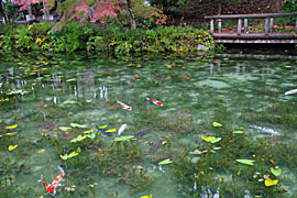 モネの池の画像