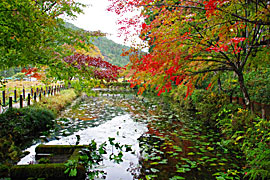 モネの池の画像