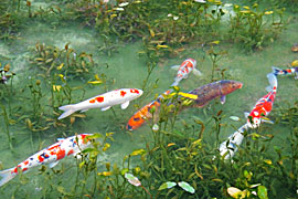 モネの池の画像