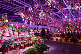 なばなの里のイルミネーションの画像