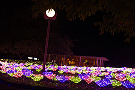 なばなの里のイルミネーションの画像