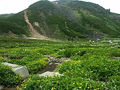 乗鞍岳畳平の花畑の画像
