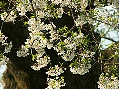 庄川桜の画像