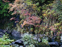 荒俣峡の紅葉の画像