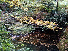 荒俣峡の紅葉の画像