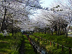 北部公園の桜の画像