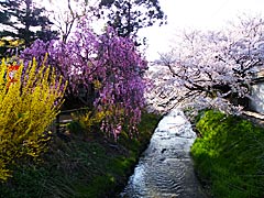 二口八幡神社の桜の画像