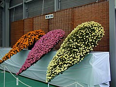 白山市松任総合運動公園の菊花フェスティバルの画像