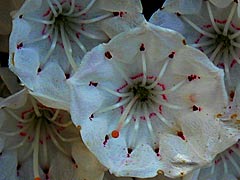 卯辰山の花菖蒲園のカルミア（アメリカシャクナゲ）の画像