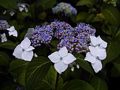 卯辰山花菖蒲園の紫陽花の画像