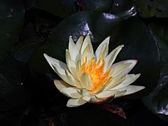 卯辰山の花菖蒲園のスイレン（黄色っぽい）の画像