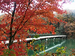 憩いの森の紅葉の画像