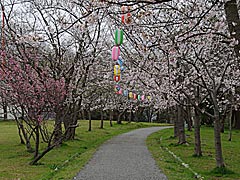 一本松公園（輪島市）の桜の画像