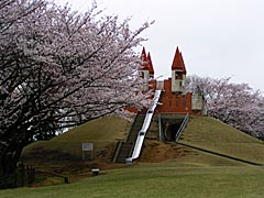 加賀中央公園の桜の画像