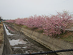 西米光町の河津桜の画像