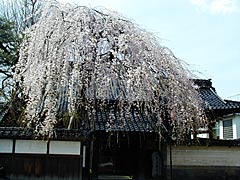 慶恩寺（石引）の桜の画像