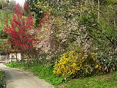 小坂町の桃と桜の競演の画像