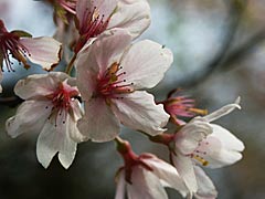 小坂町と御所町の桜と桃、梅との競演の画像