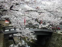 熊坂川河畔（加賀市）の桜の画像