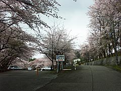 石川県教育センターの桜の画像