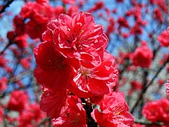 石川県林業試験場（樹木公園）の桃の画像