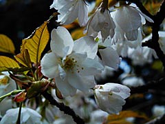 石川県林業試験場（樹木公園）の桜の画像