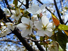 石川県林業試験場（樹木公園）の桜の画像