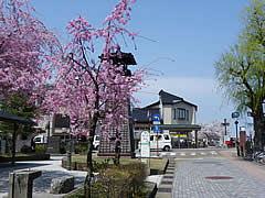 橋場緑地の桜の画像